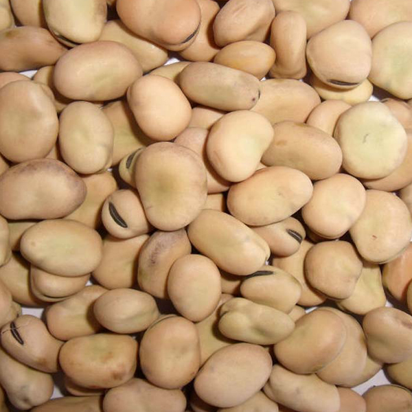 Fava beans close-up presented for export