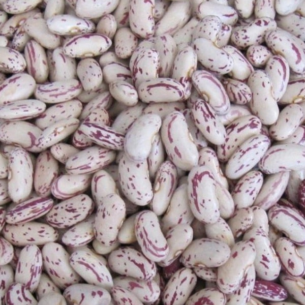 Light speckled kidney beans presented for export