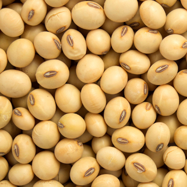 Soya beans presented for export