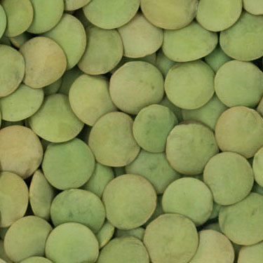 Green Laird lentils presented for export