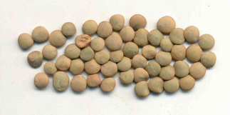 Green Richlea lentils presented for export