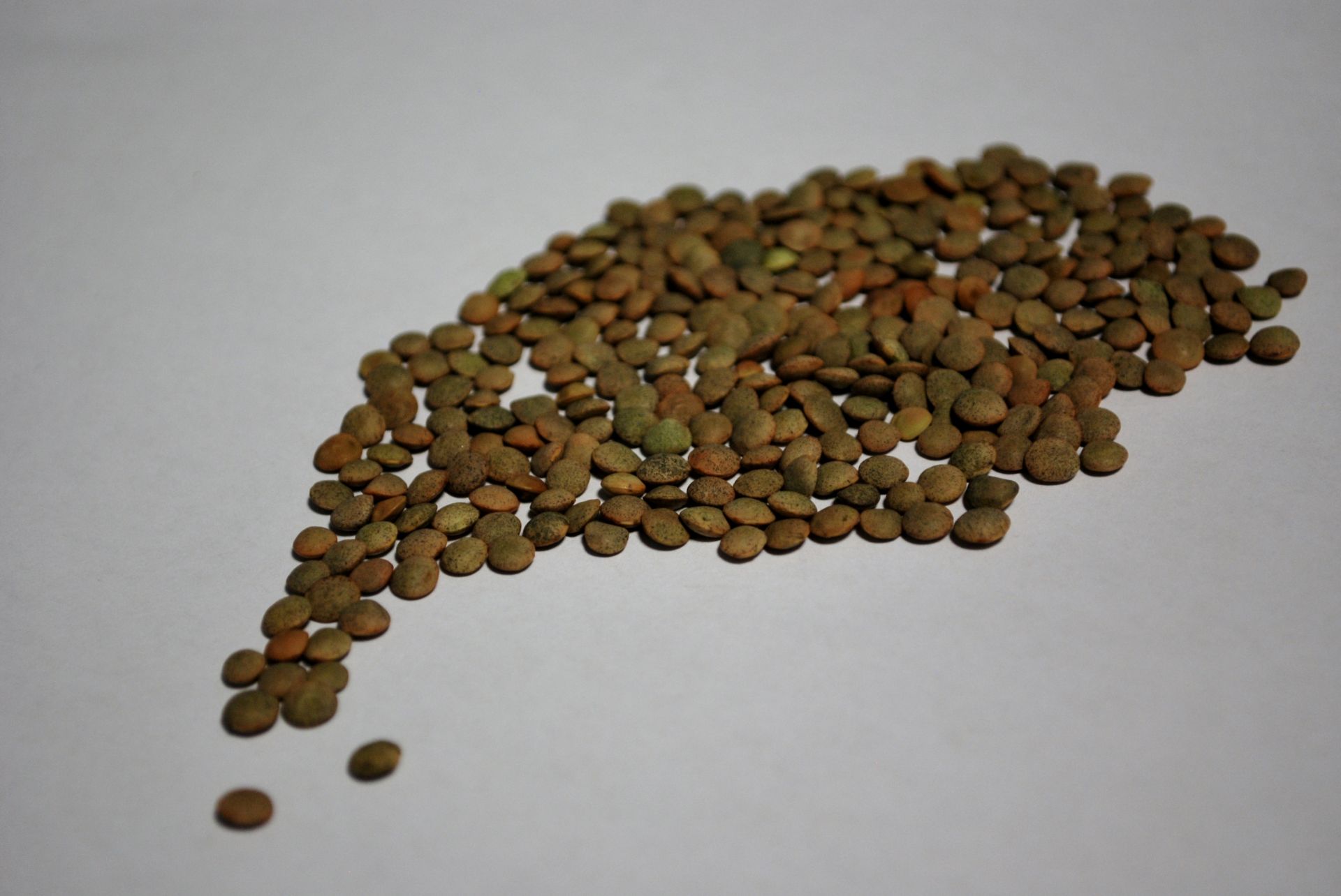 Red crimson lentils presented for export