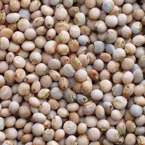 Pigeon peas presented for export