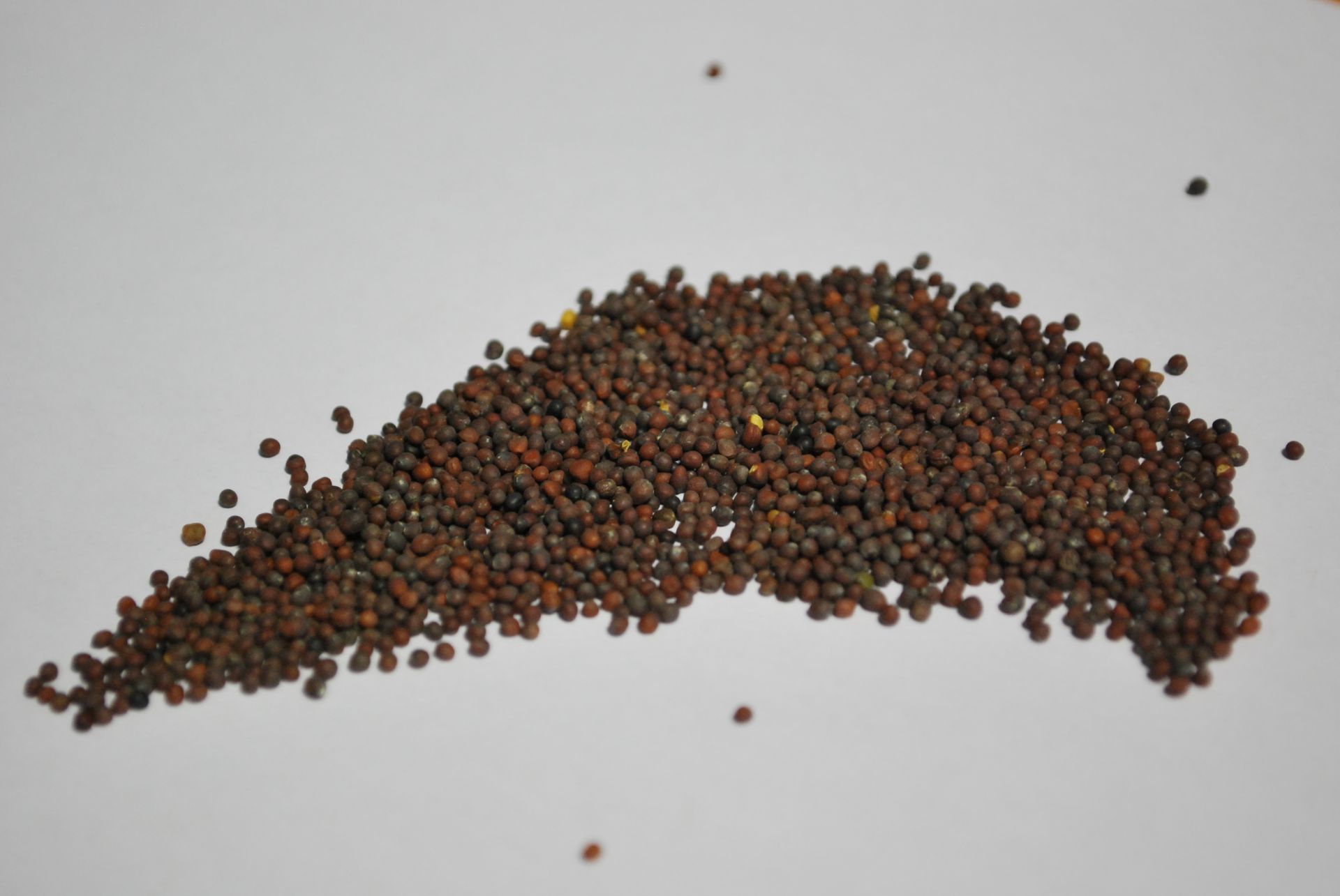 Brown mustard seeds presented as an Ethiopian agricultural export product